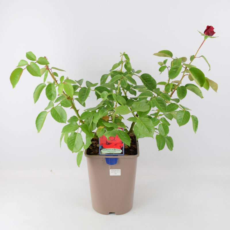 Rose Thinking of You 5.5 Litre Pot