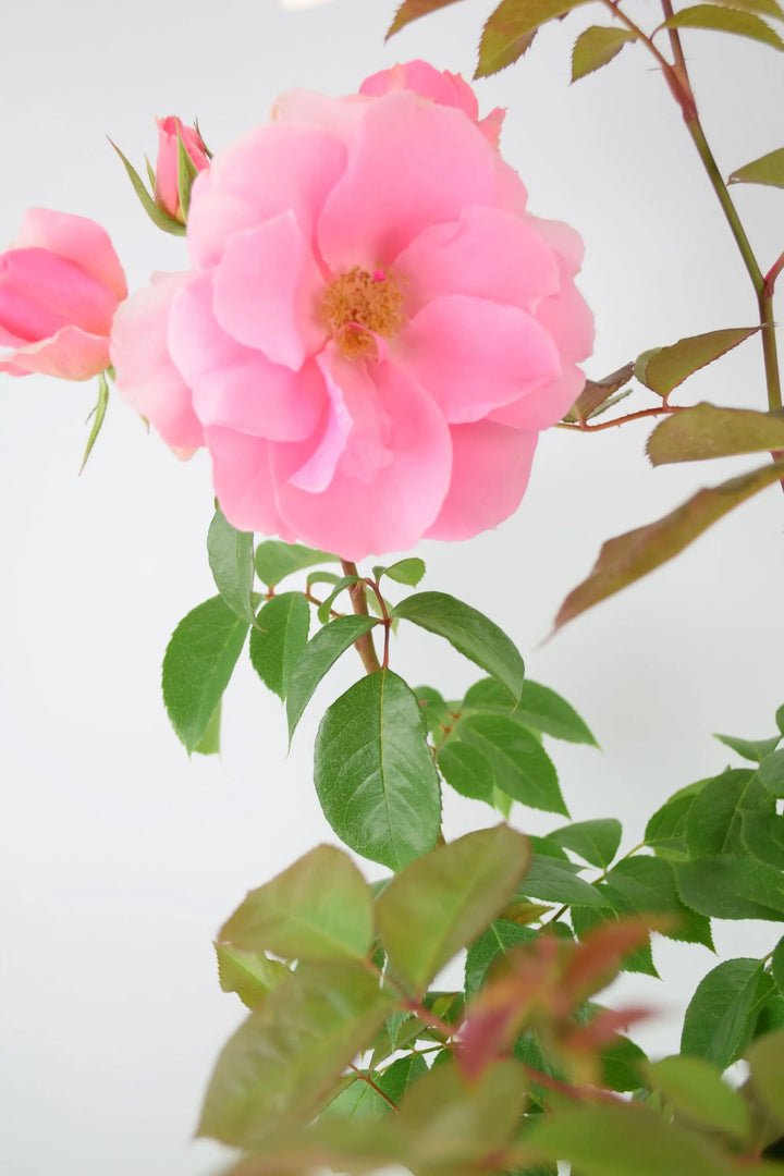 Rose You're Beautiful Bush 