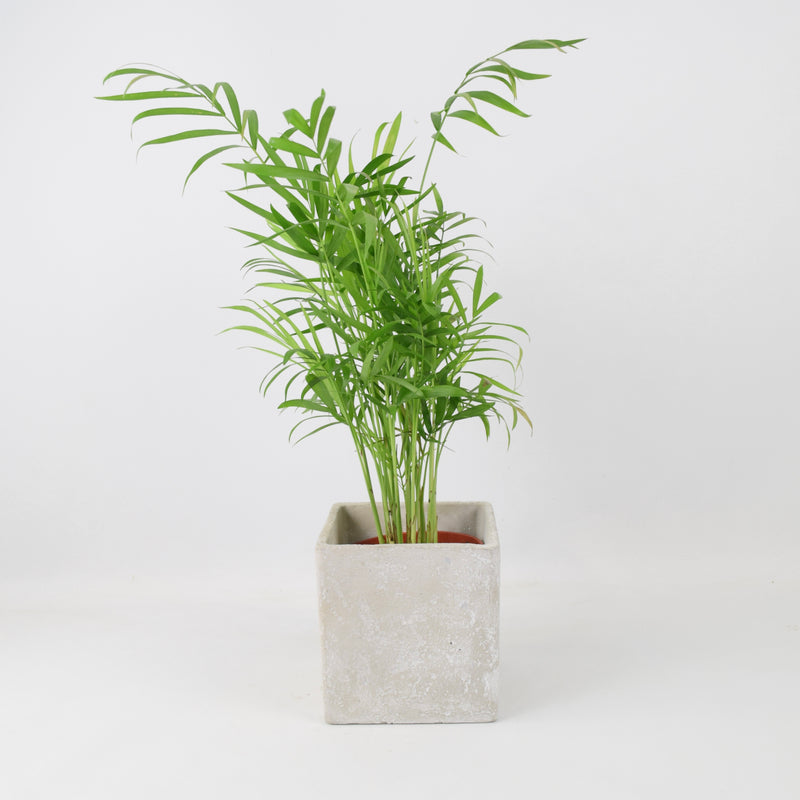 Chamaedora Elegans Parlor Palm 12cm