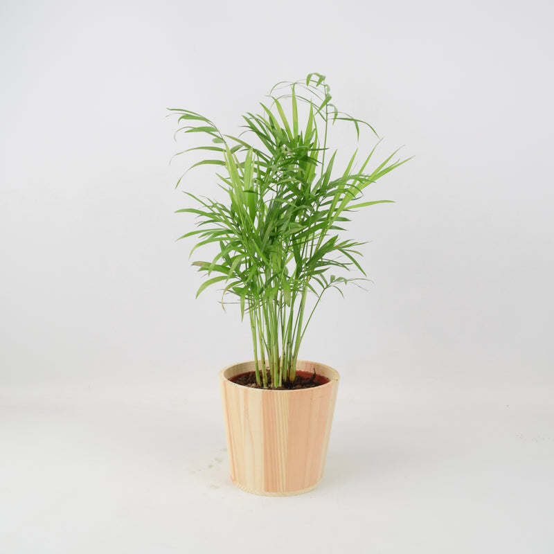 Chamaedora Elegans Parlor Palm 12cm
