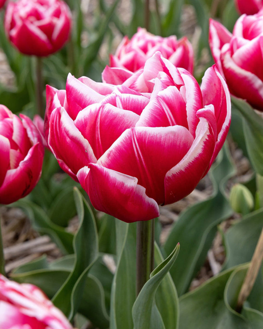 Tulip Columbus Bulbs (15 bulbs) - Stunning Double Early Pink Peony Tulips The Rose Press Garden