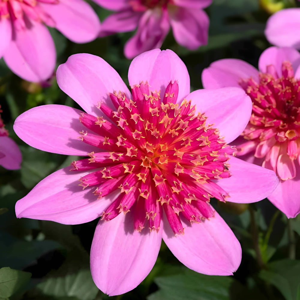 Dahlia Dalina Maxi Starburst Pink 3.2L Pot – Vibrant Pink Anemone Dahlia Plants By Post