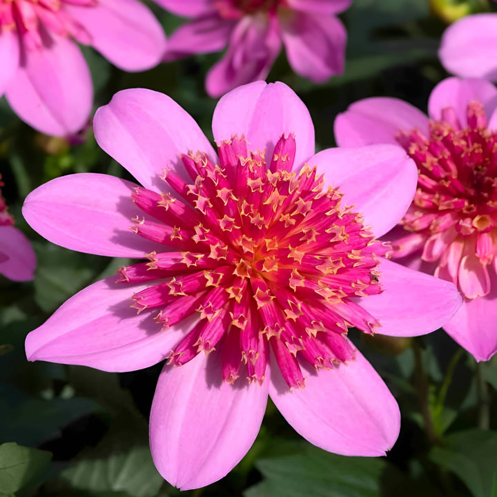Dahlia Dalina Maxi Starburst Pink 3.2L Pot – Vibrant Pink Anemone Dahlia Plants By Post