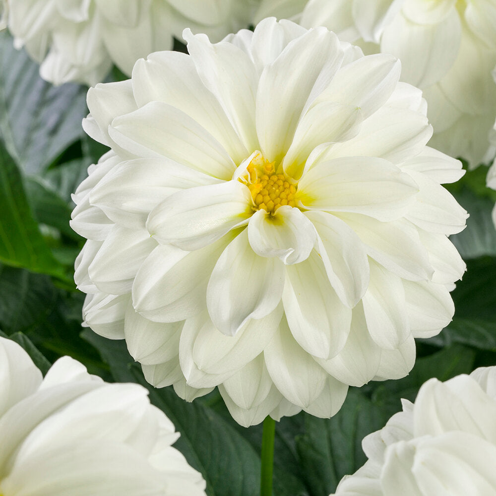 Dahlia Labella Maggiore White 3.2L Pot – Prolific White Patio Dahlia Plants By Post