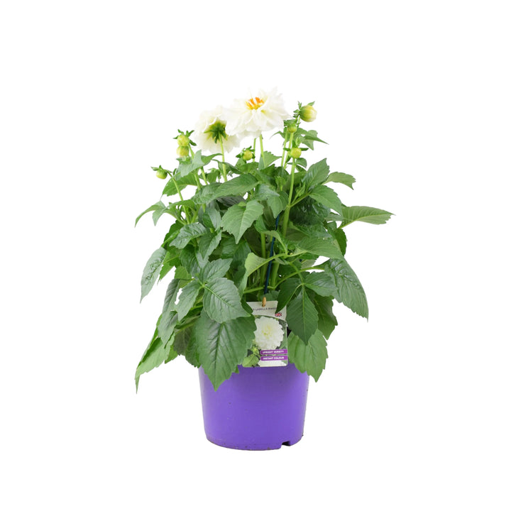 Dahlia Maggiore White Plants By Post