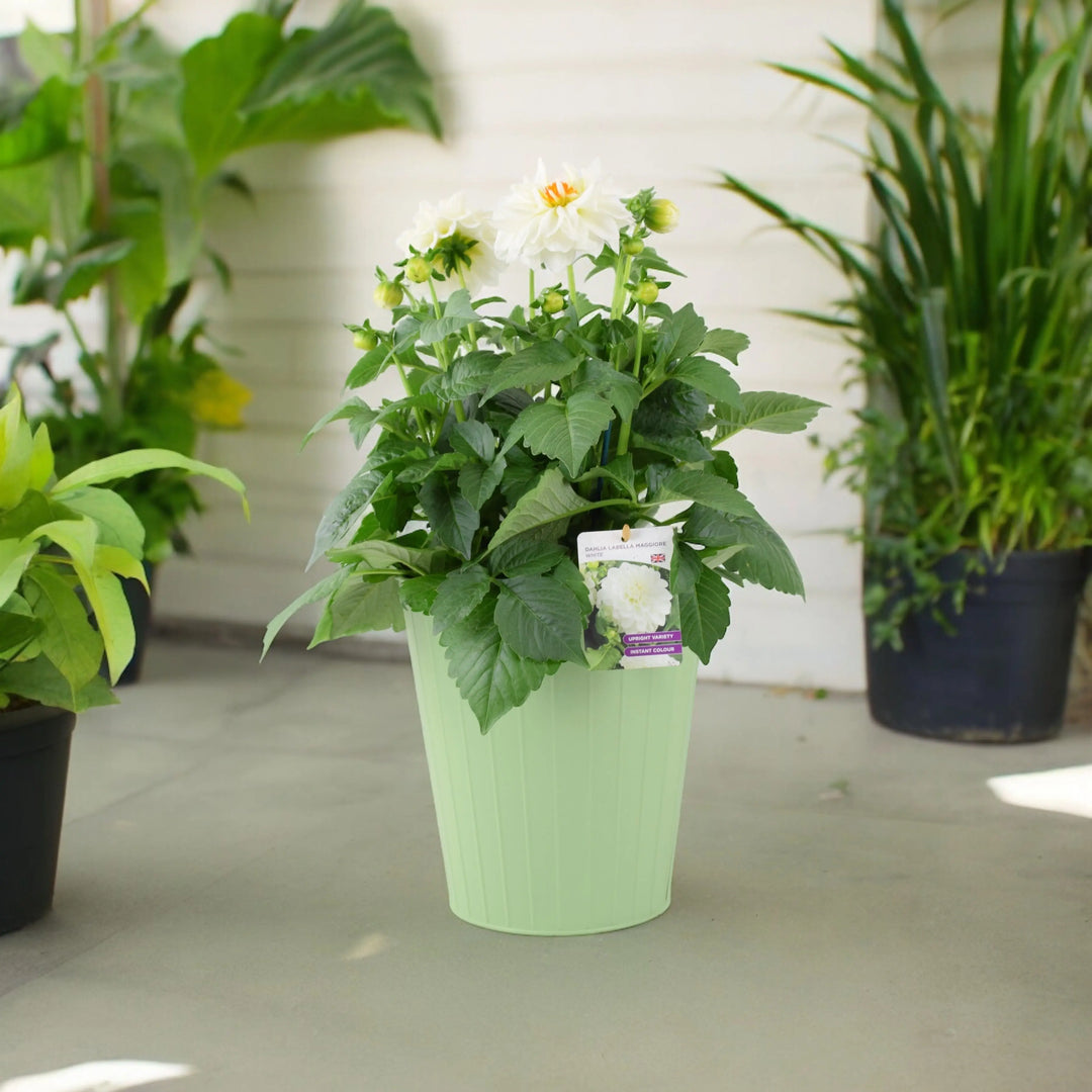 Dahlia Maggiore White Plants By Post