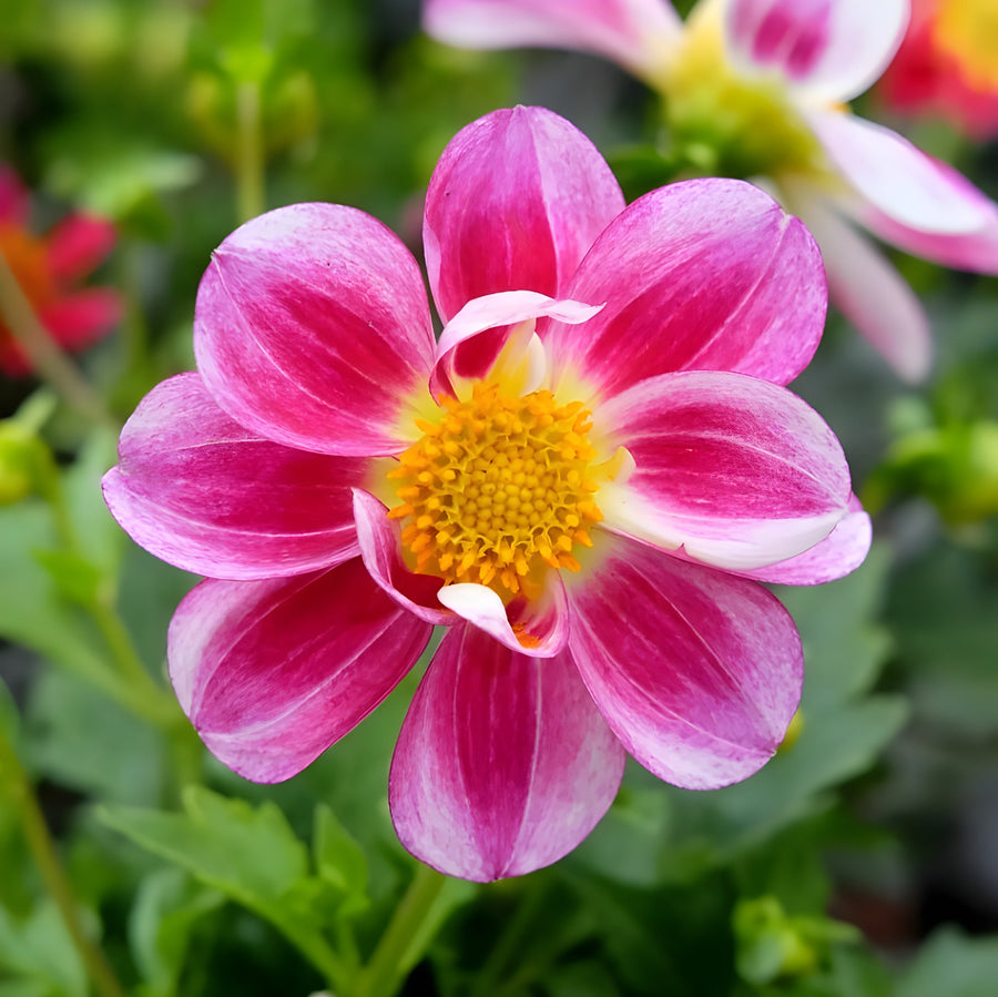 Dahlia Summer Bees Purple Bicolour 3.2L Pot – Pollinator Friendly Patio Dahlia Plants By Post