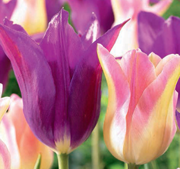 Tulip 'Dancing Queen' (15 Bulbs) The Rose Press Garden