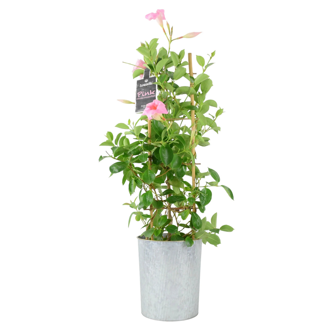 Mandevilla Dipladenia Pink Plants By Post