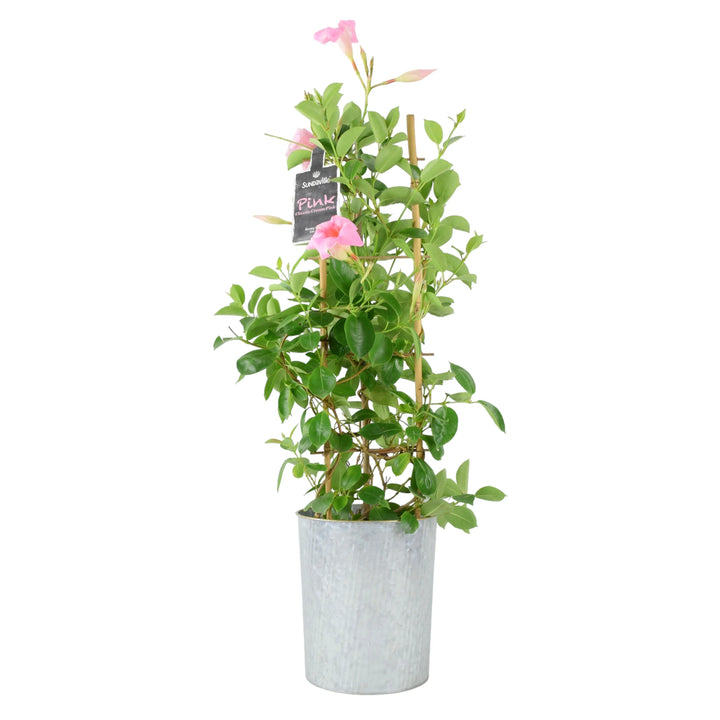 Mandevilla Dipladenia Pink Plants By Post
