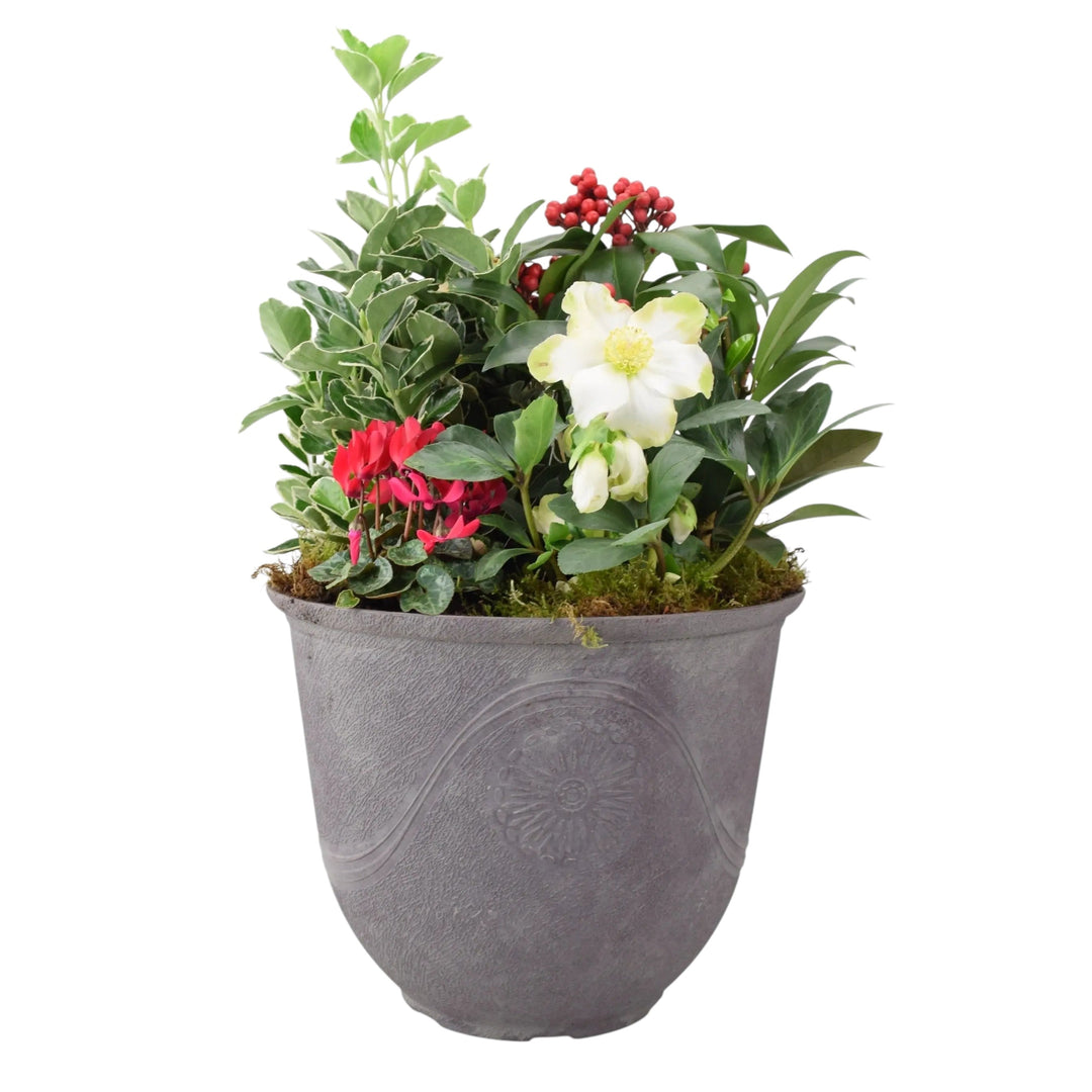 Premium Festive Planter – Winter Plants in Antique Slate Planter for Front Door plants by post