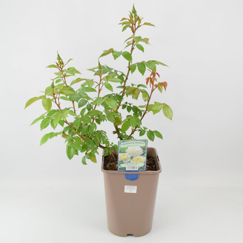 Rose Champagne Moment Bush 5.5L