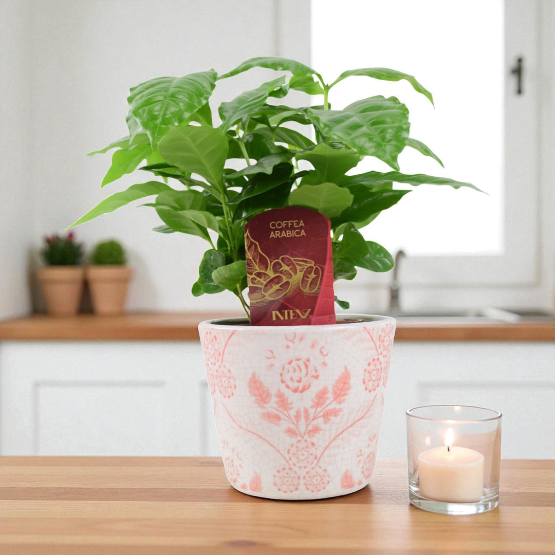 Coffee Arabica – Indoor Coffee Plant for Home & Office (12cm Pot) Plants By Post