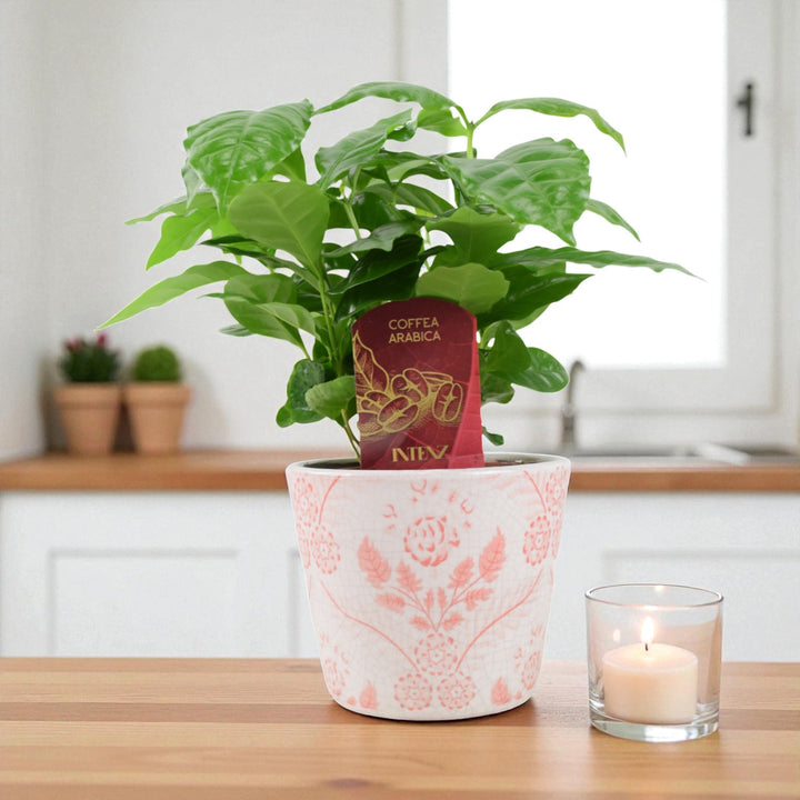 Coffee Arabica – Indoor Coffee Plant for Home & Office (12cm Pot) Plants By Post