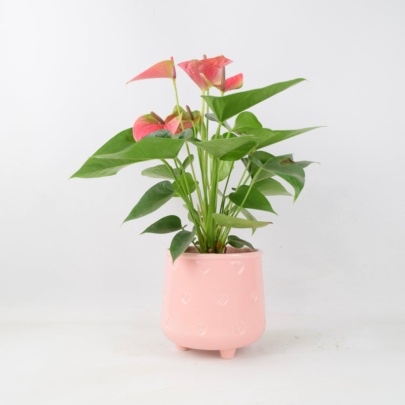 Anthurium Pink Flamingo Flower 12cm