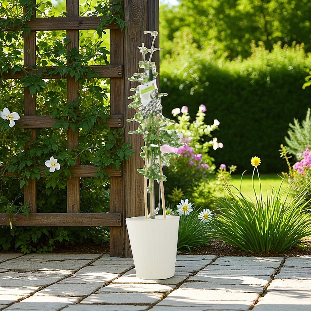 Jasminum Officinale – 3 L Pot – Fragrant White cluster Climbing Jasmine plants by post