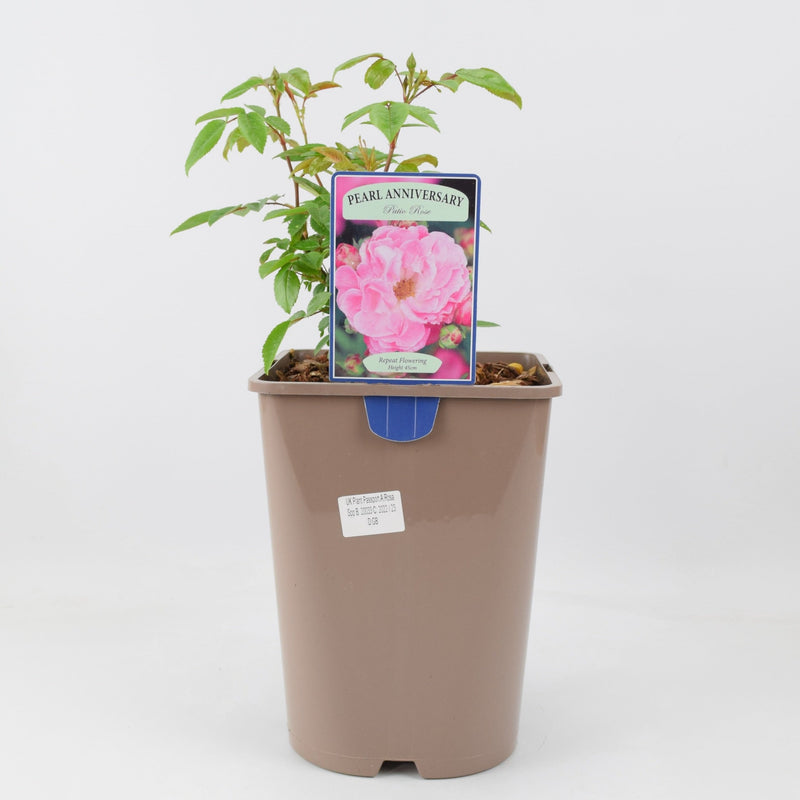 Rose Pearl Anniversary Bush 5.5L