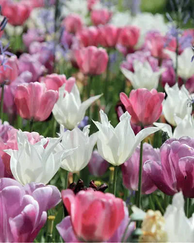 Combination Pure & Pastel – Pack of 15 Mixed Flower Bulbs