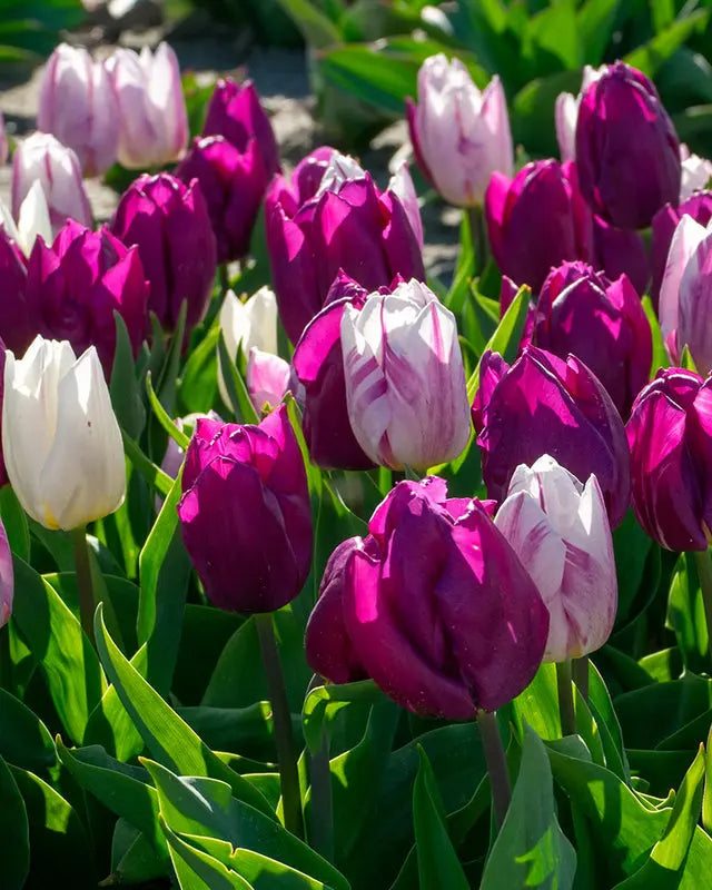 Combination Purple Bling – Pack of 15 Mixed Purple Flower Bulbs