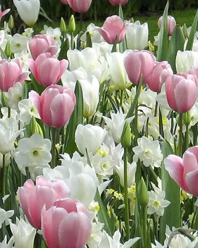 Combination Sweet Dreams – Pack of 15 Mixed Pastel Tulip Bulbs