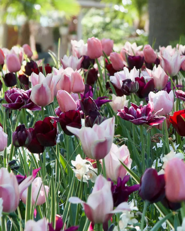 Combination Nude & Dark – Pack of 15 Mixed Flower Bulbs