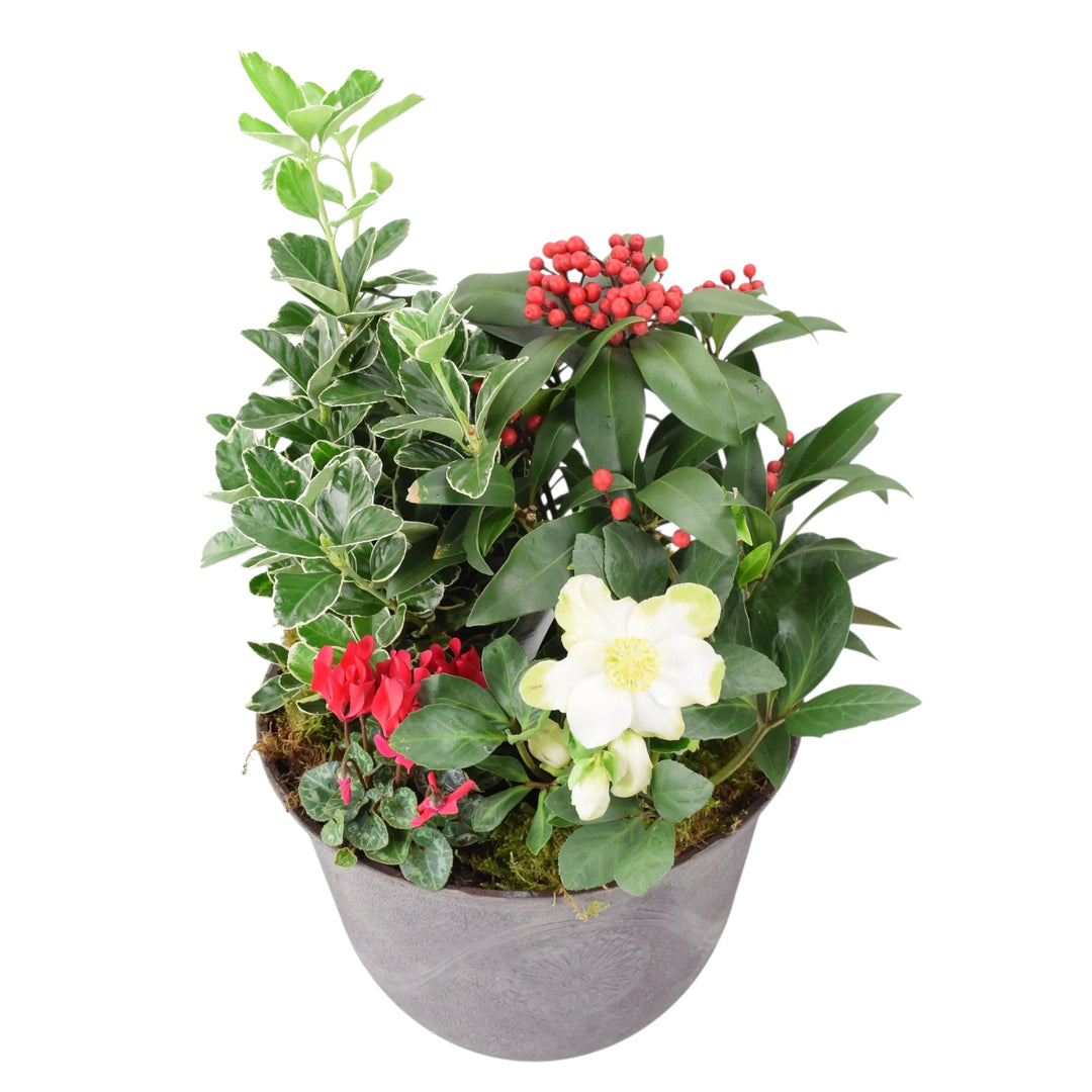 Premium Festive Planter – Winter Plants in Antique Slate Planter for Front Door plants by post