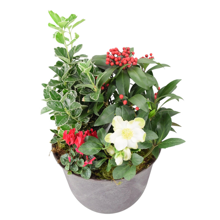 Premium Festive Planter – Winter Plants in Antique Slate Planter for Front Door plants by post