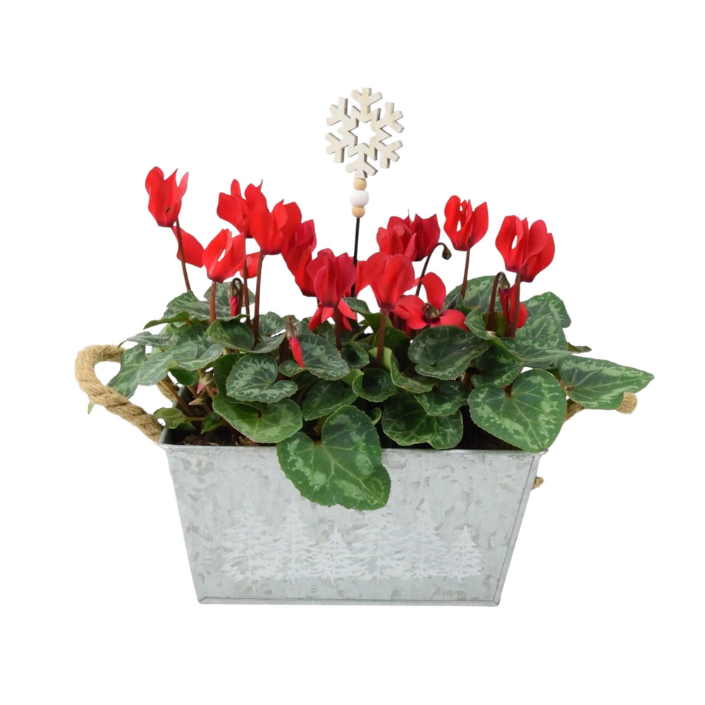 Red Cyclamen Christmas Trough - Festive Indoor & Outdoor Plant Gift Plants By Post