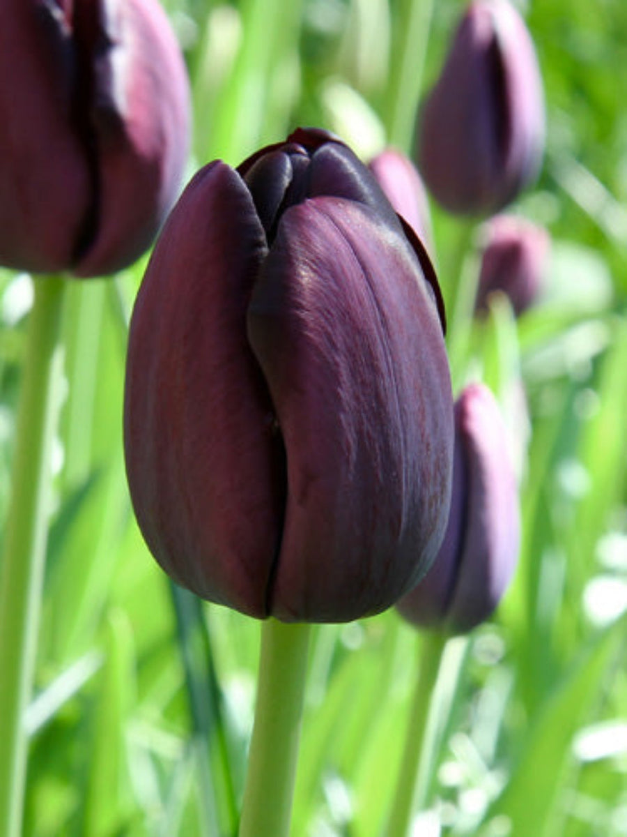 Tulip Queen of Night Bulbs (15 Bulbs) - Deepest Black Purple Single Late Tulips The Rose Press Garden