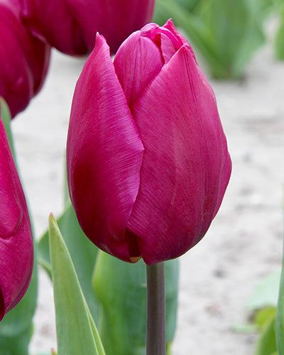 Tulip Purple Prince Triumph Tulip Bulbs – Deep Purple Spring Flowers