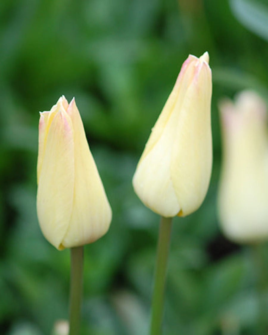 Tulip Elegant Lady (15 Bulbs) The Rose Press Garden