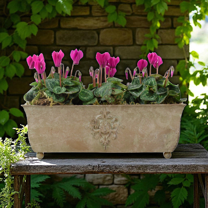 Cyclamen Premium Metal Trough Planter – Elegant Purple & White Blooms Plants By Post