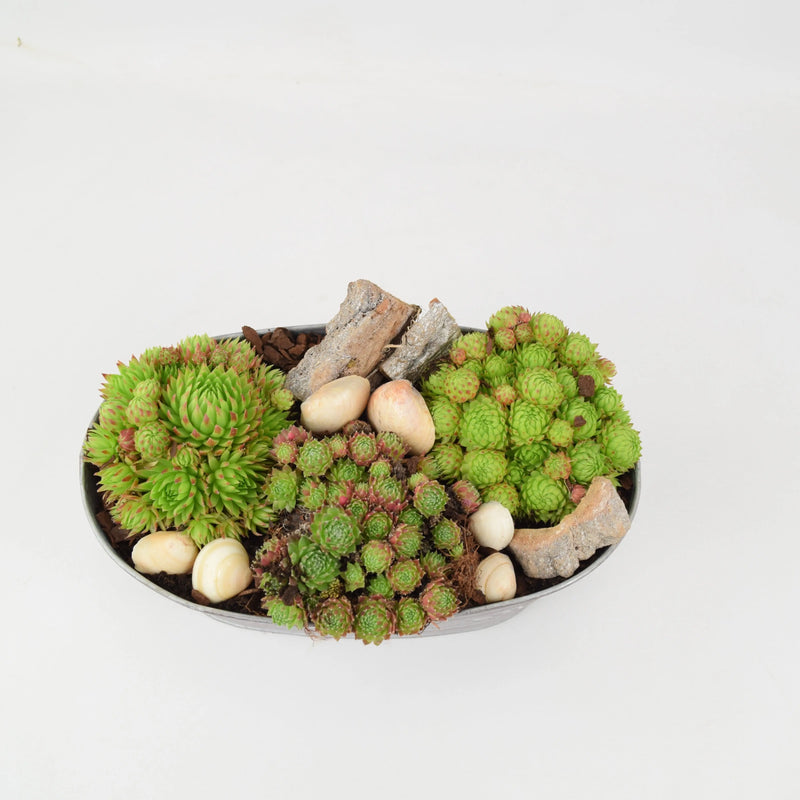 Sempervivum Leafy Vine Trough Planter