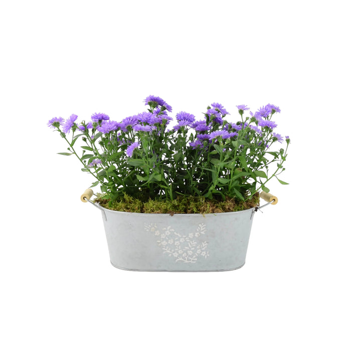 Aster Floral Trough Planter Plants By Post