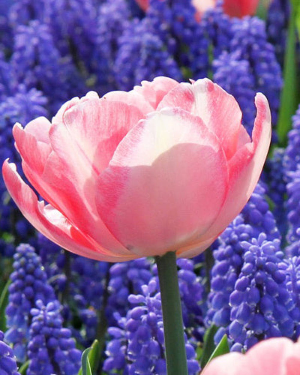 Tulip 'Foxtrot' (15 Bulbs) Plants By Post