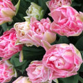 Tulip 'Foxtrot' (15 Bulbs) The Rose Press Garden