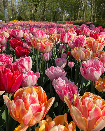 Tulip Foxtrot Party Bulbs (20 Bulbs) - Plamnts By Post