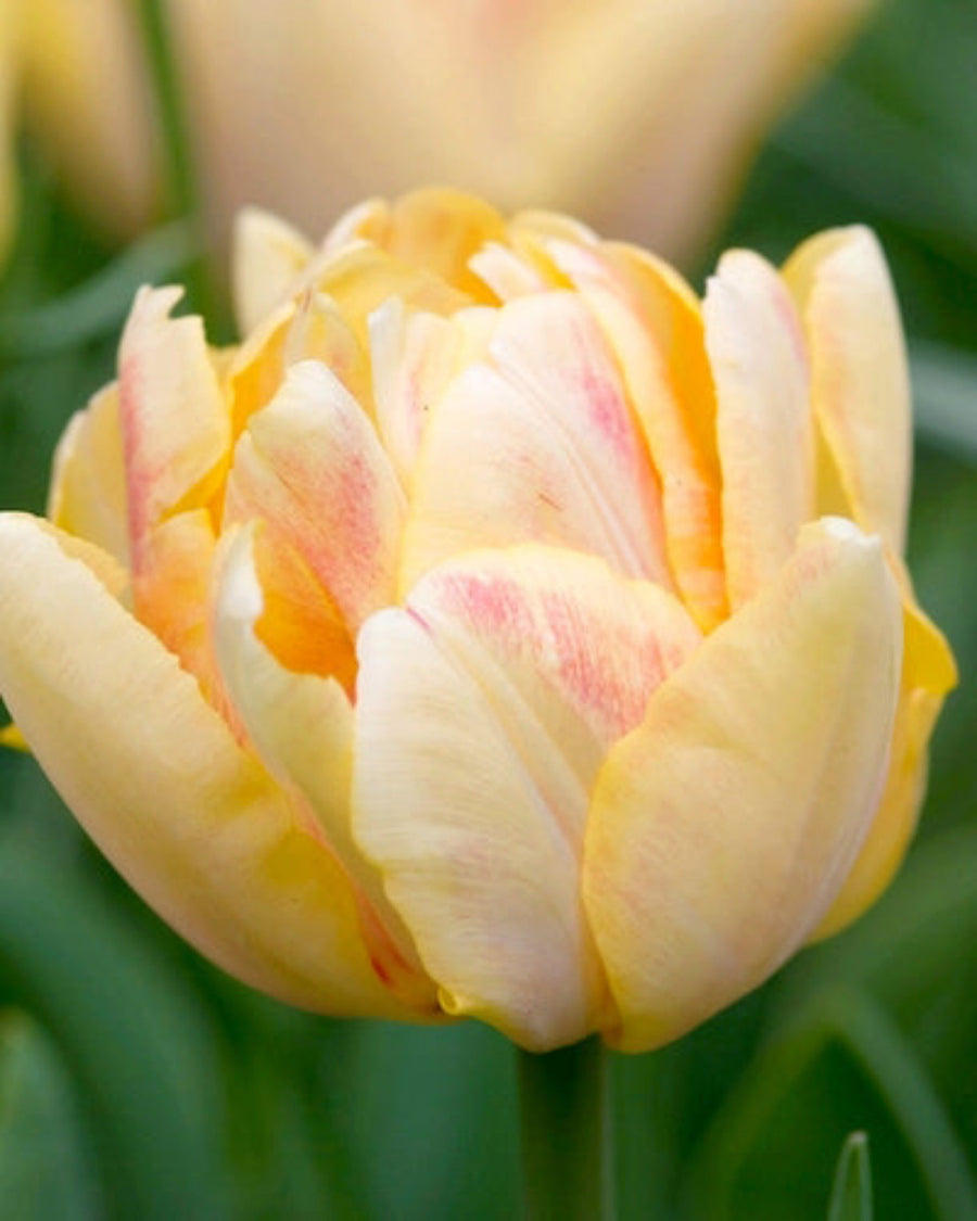 Tulip Foxy Foxtrot (15 Bulbs) The Rose Press Garden