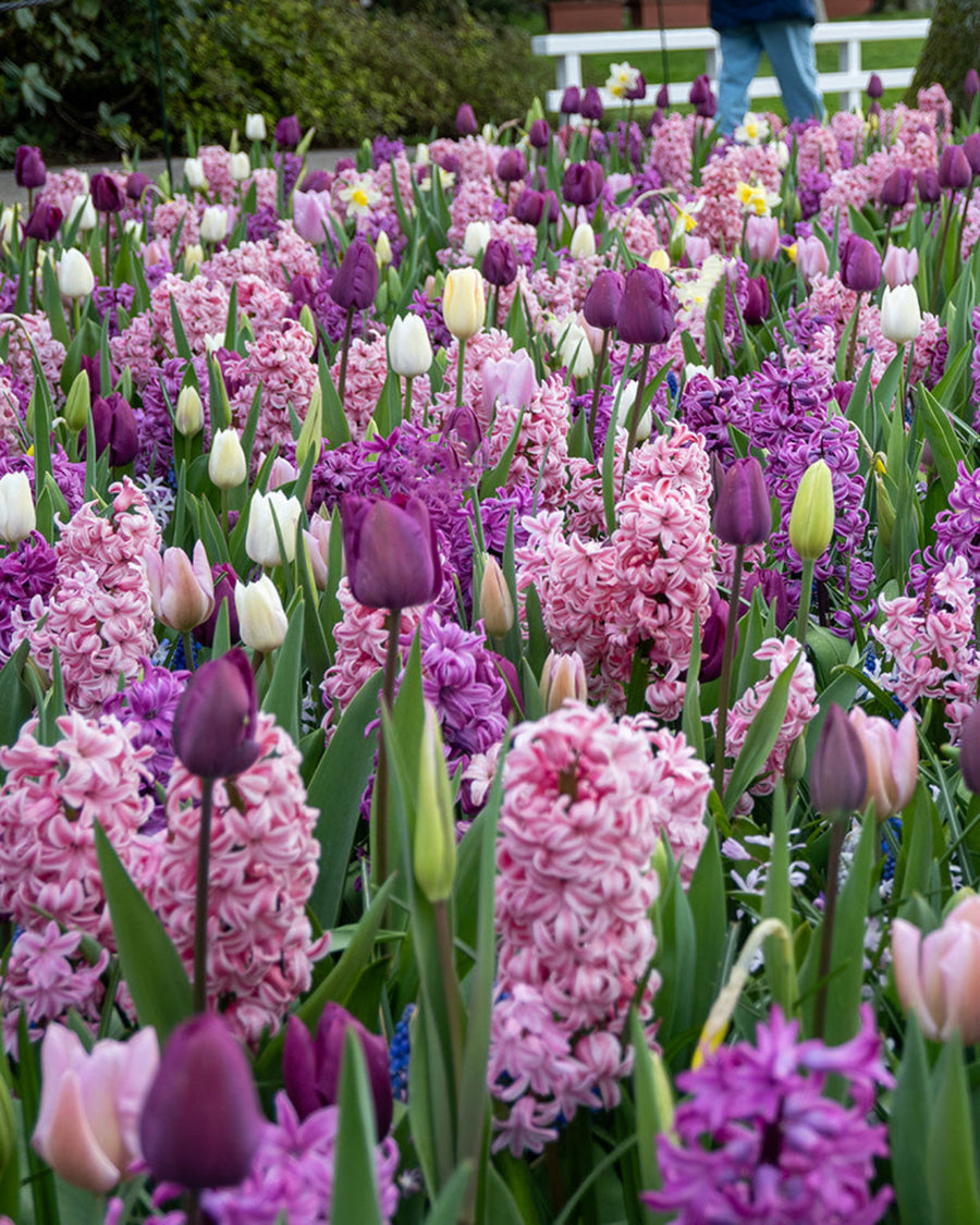 Fragrant Surprise – Scented Spring Bulb Mix (20 Bulbs) The Rose Press Garden