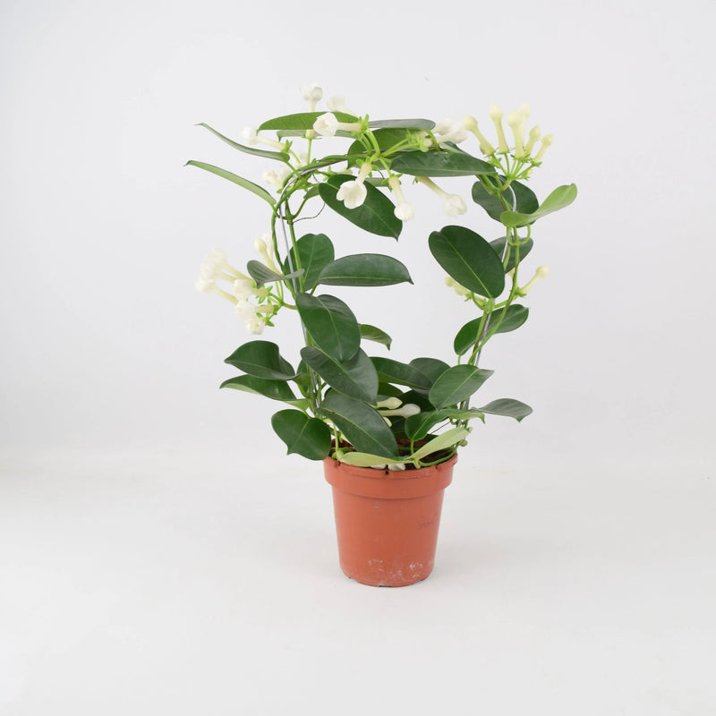 Stephanotis Floribunda Jasmine Hoop 12cm