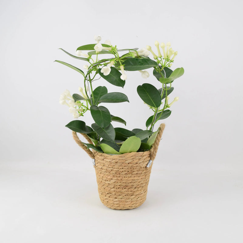 Stephanotis Floribunda Jasmine Hoop 12cm