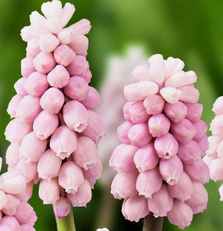 Muscari 'pink sunrise' (10 Bulbs) Plants By Post