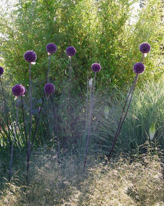Allium 'Summer Drummer' (10 Bulbs) Plants By Post