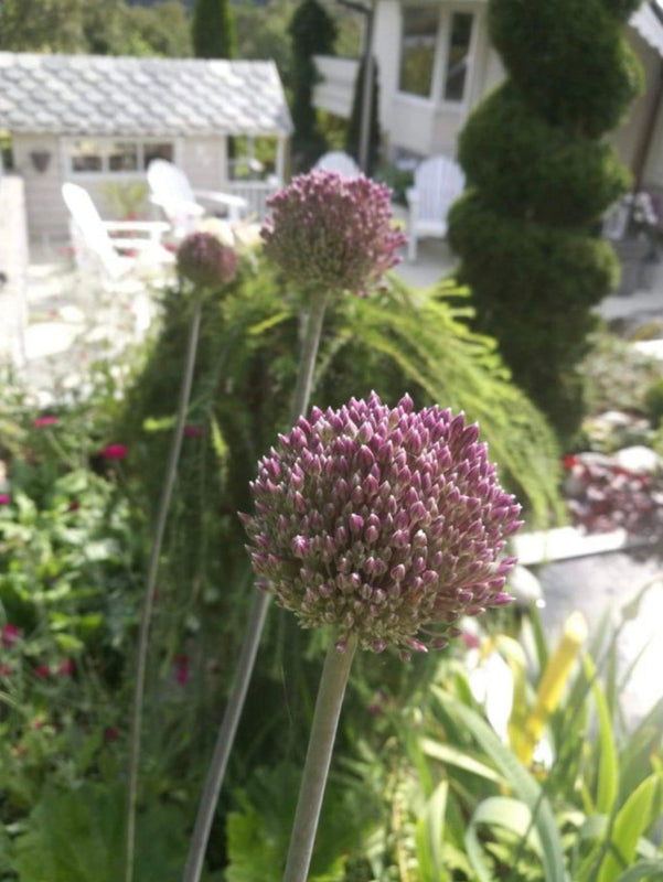 Allium 'Summer Drummer' (10 Bulbs) Plants By Post