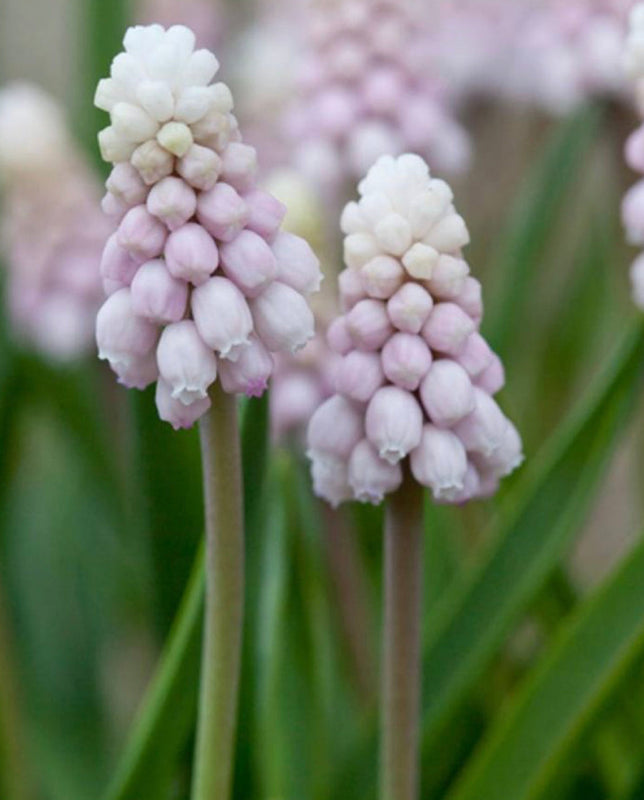 Muscari 'pink sunrise' (10 Bulbs) Plants By Post