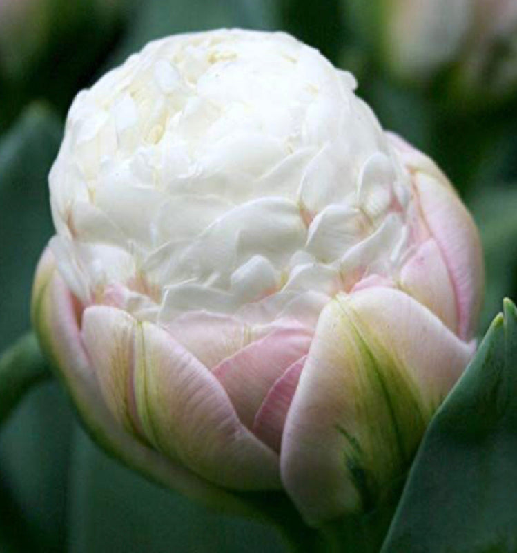 Tulip 'Ice Cream' (15 Bulbs) Plants By Post