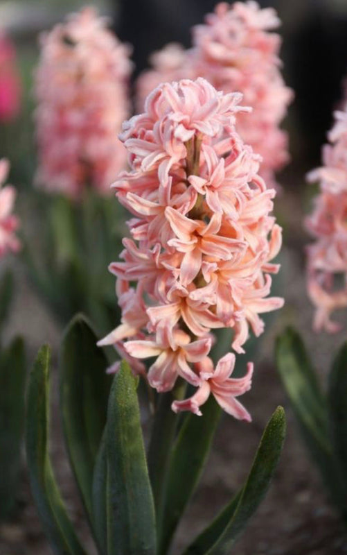 Hyacinth Gipsy Queen (10 Bulbs) Plants By Post