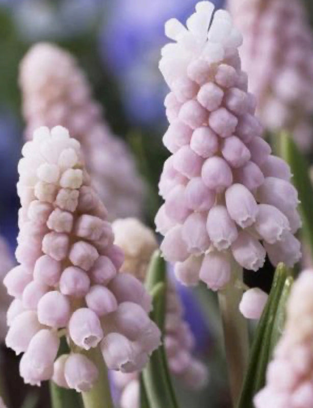 Muscari 'pink sunrise' (10 Bulbs) Plants By Post