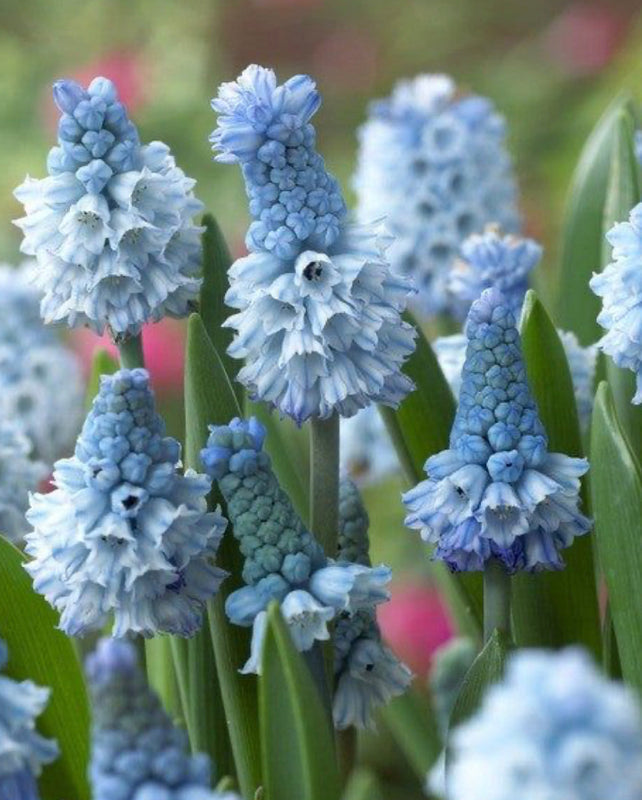 Muscari Azureum (20 Bulbs) Plants By Post
