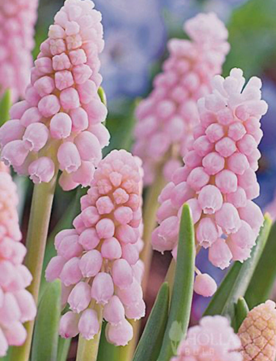 Muscari 'pink sunrise' (10 Bulbs) The Rose Press Garden